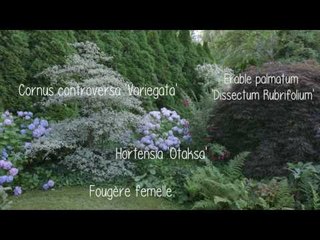 Planter un massif au pied d'une haie