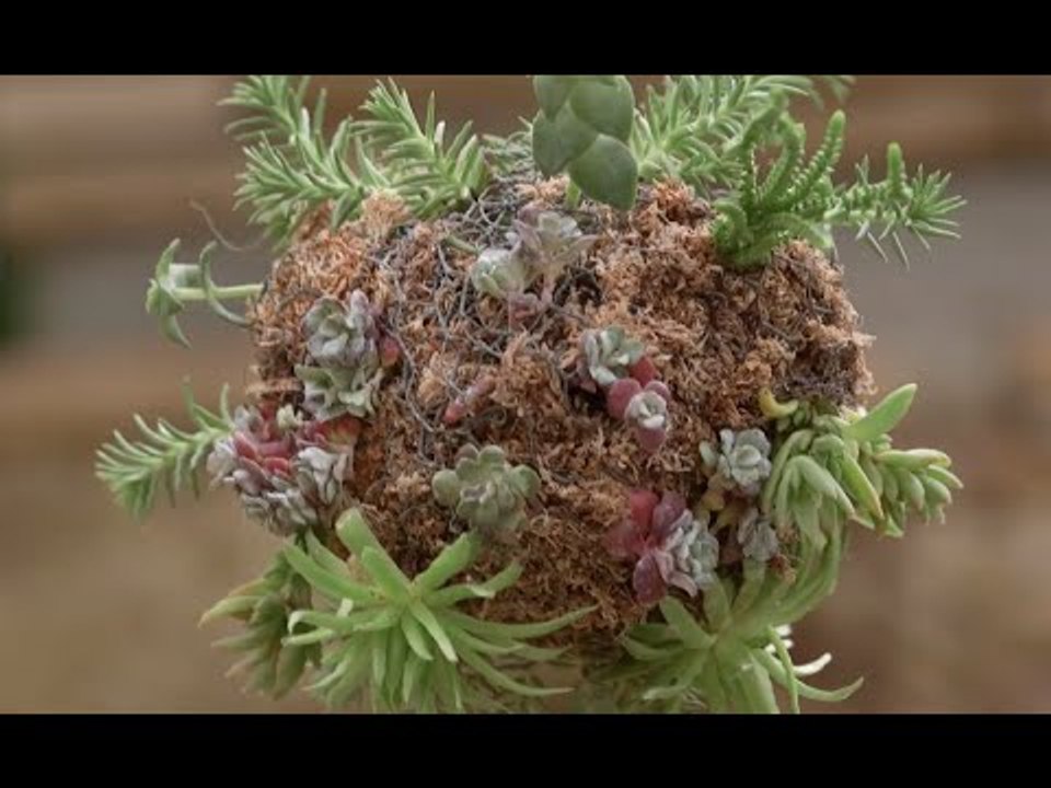 DIY - Créer un kokedama suspendu