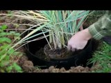 Comment planter et contrôler des graminées envahissantes
