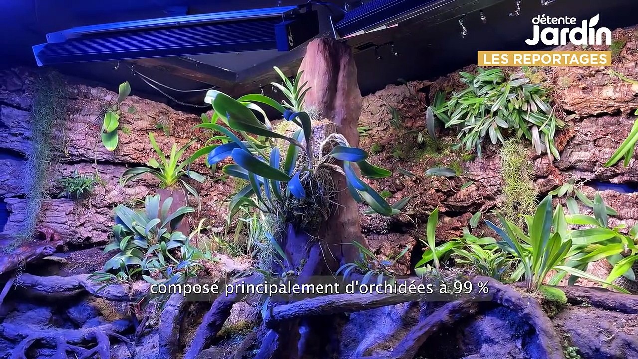 Un mur d'orchidées à l'Aquarium de Paris