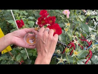ROSIERS MEILLAND : Comment sont créées les nouvelles variétés ?
