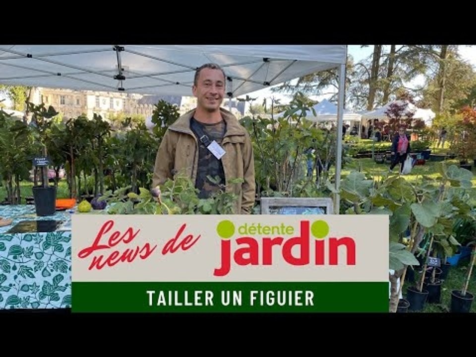 Comment tailler un figuier ?