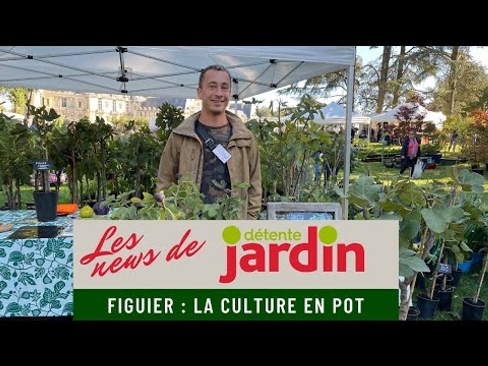 Quelle variété de figuier peut-on cultiver en pot ?