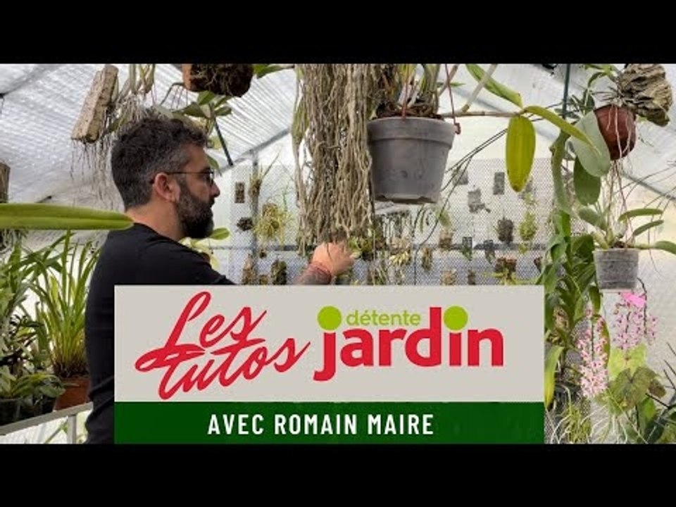 Les tutos "Détente jardin" ! Spécial orchidées : comment entretenir mon orchidée ?