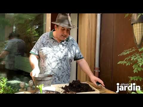 Comment forcer les dahlias