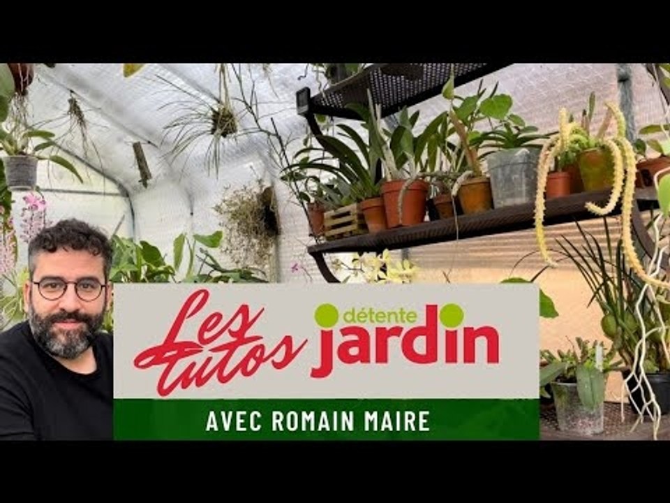 Les tutos "Détente jardin" ! Spécial orchidées : comment polliniser mon orchidée ?