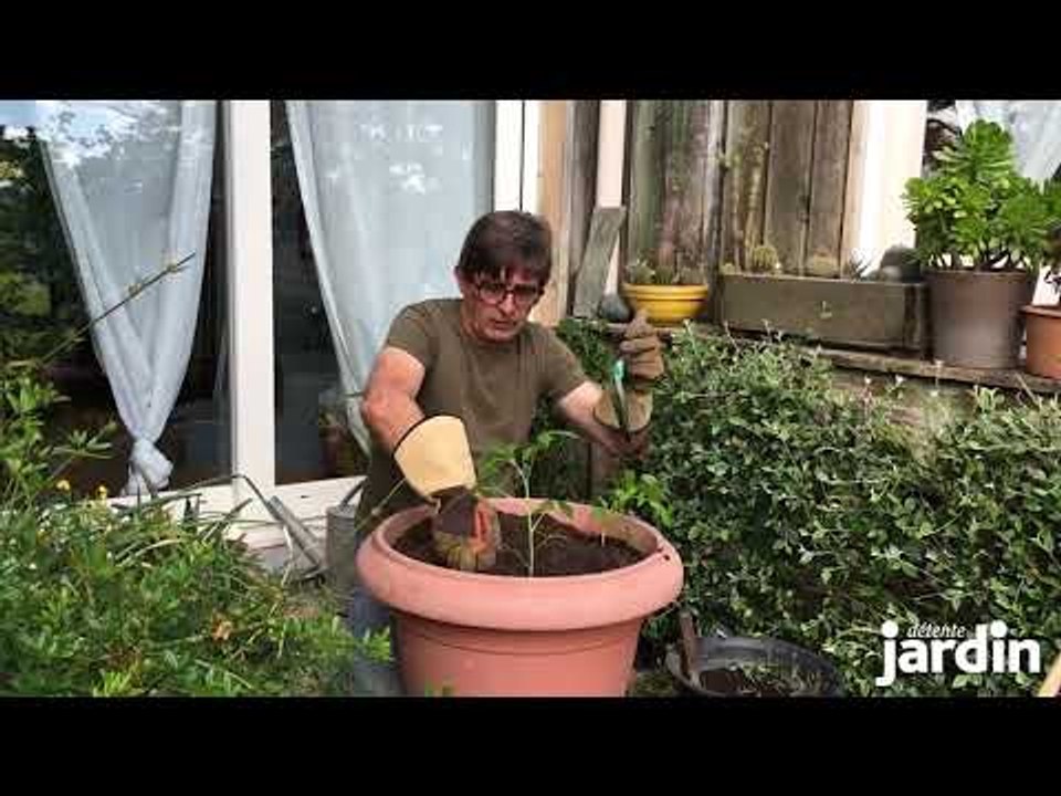 Plantation des tomates en pot