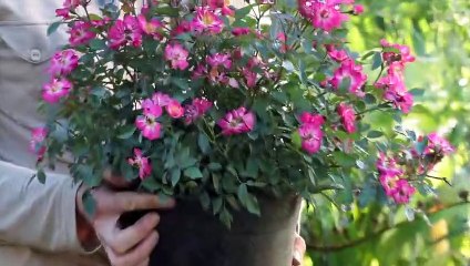 Planter un rosier en conteneur