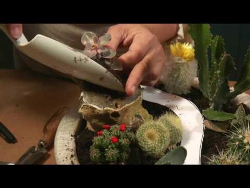 Un fairy garden comme un coin de désert