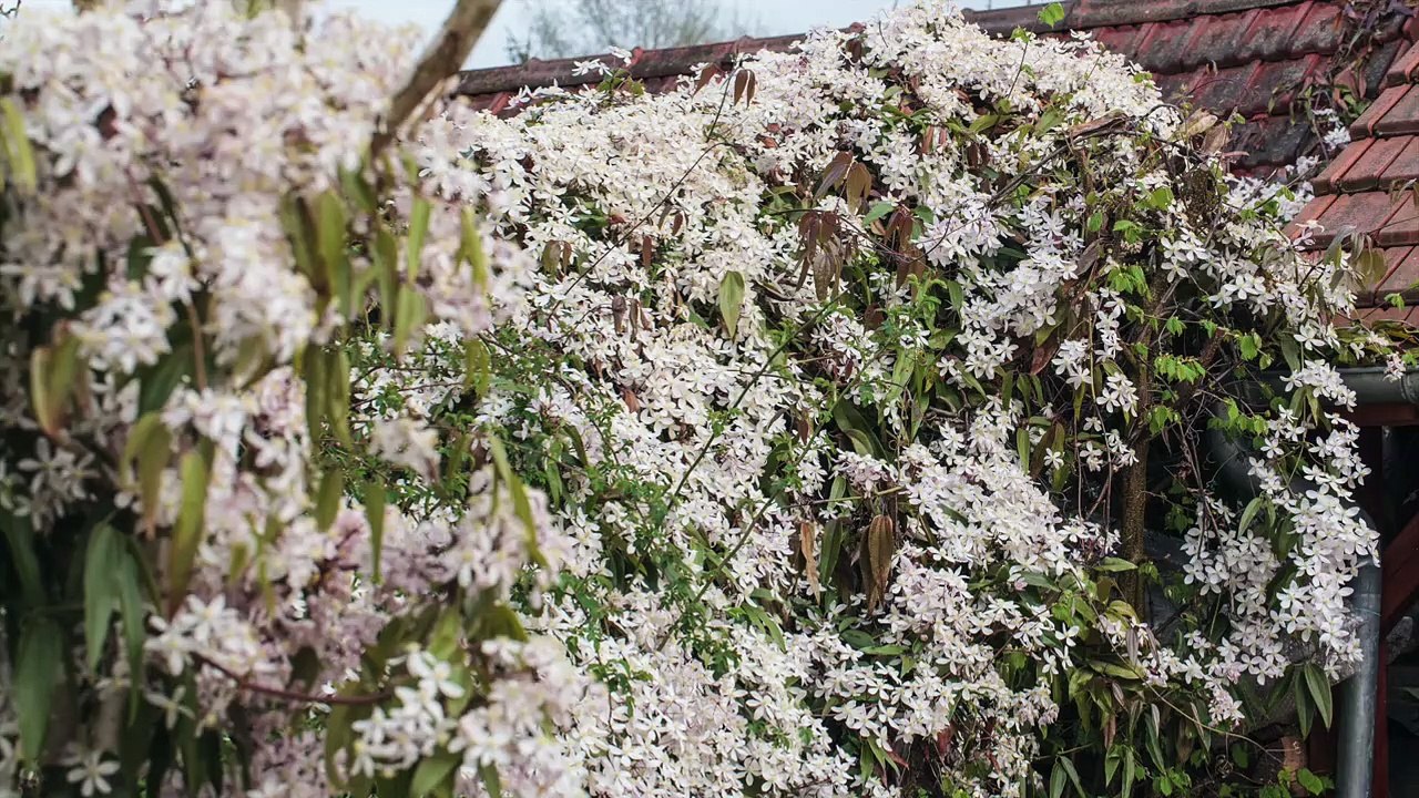 Planter une clématite contre un mur