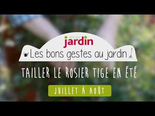 Tailler le rosier en tige en été