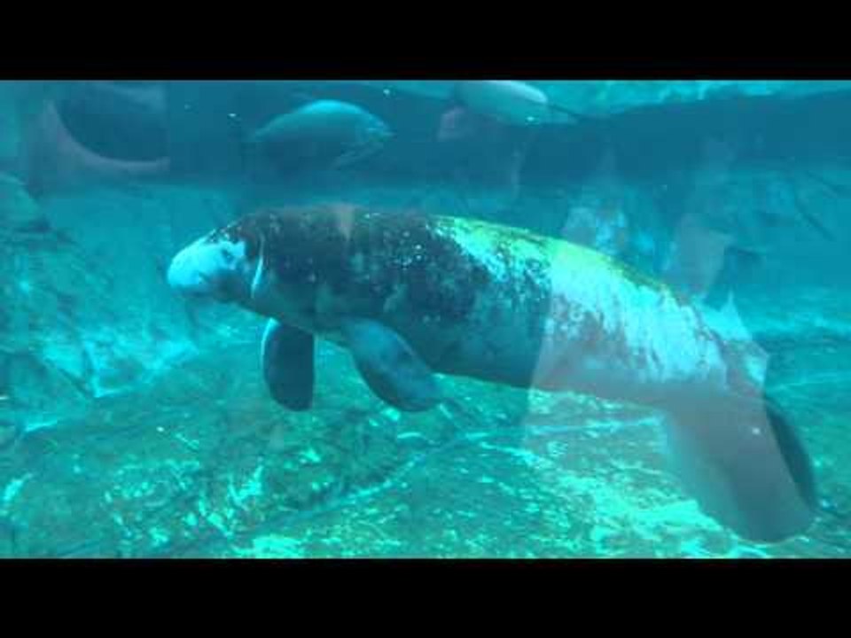 Tinus, le lamantin du zoo de Paris