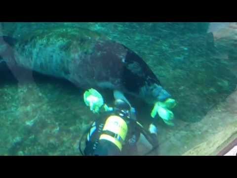 Le nourrissage de Tinus, le lamantin du zoo de Paris