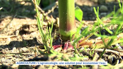 Le Journal - 14/06/2023 - AGRICULTURE / L'agroécologie, une solution pour économiser l'eau