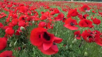 Kütahya'da Gelincik Tarlası Görsel Şölen Sunuyor
