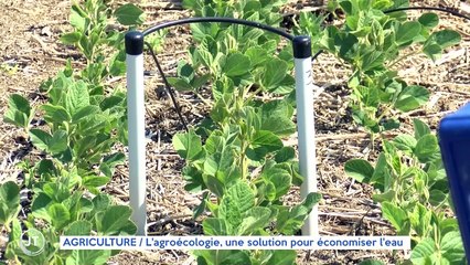 AGRICULTURE / L'agroécologie, une solution pour économiser l'eau