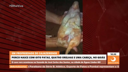 Porco nasce com oito patas, quatro orelhas e uma cabeça em fazenda de cajazeirense