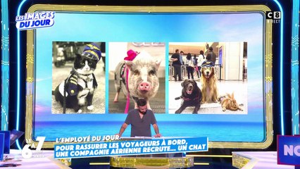 Pour rassurer les voyageurs à bord, une compagnie aérienne recrute un chat !