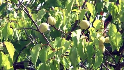 Malatya'da kayısı rekoltesinde düşüş bekleniyor
