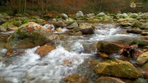 Healing Nature: Real Sounds of Mountain River Flowing | 1 Hour Relaxing Video