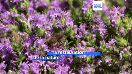 L’heure de vérité pour le Pacte vert européen à travers la loi sur la restauration de la nature