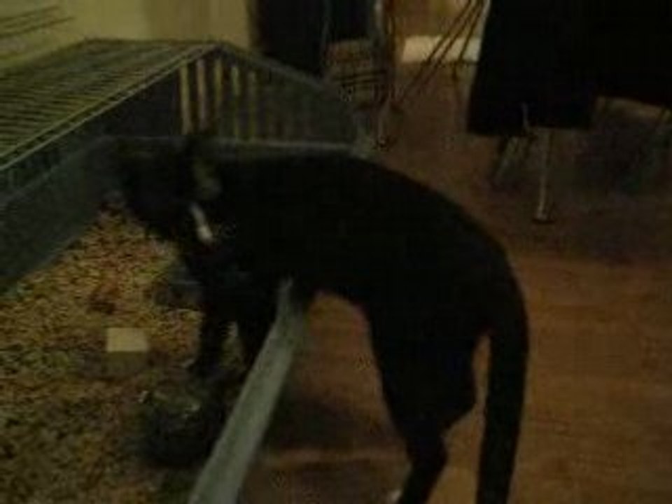 Chat et cochon d'inde in love