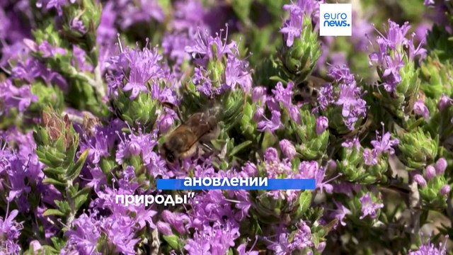 В Европарламенте пройдёт голосование по законопроекту О восстановлении природы