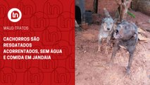 Cachorros são resgatados acorrentados, sem água e comida em Jandaia