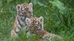 Endangered tiger cubs explore Norfolk zoo enclosure after one triplet found dead