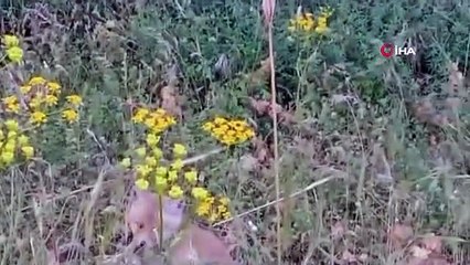 Yavru tilki, 2 metre uzunluğundaki zehirli engerek yılanını ağzıyla yakaladı