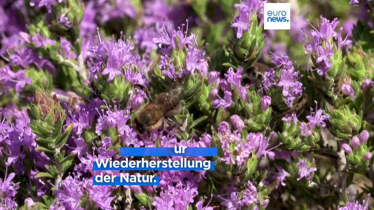 Die Stunde der Wahrheit für den Europäischen Green Deal