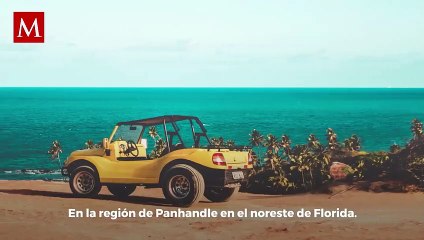 Increíble avistamiento: Oso sorprende a multitud en las playas de Florida