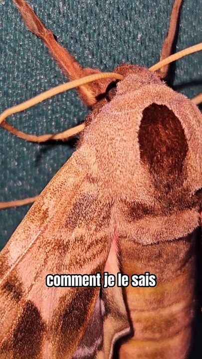 La naissance d'un sphinx !