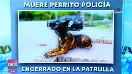 Muere perrito policía al quedarse encerrado en una patrulla