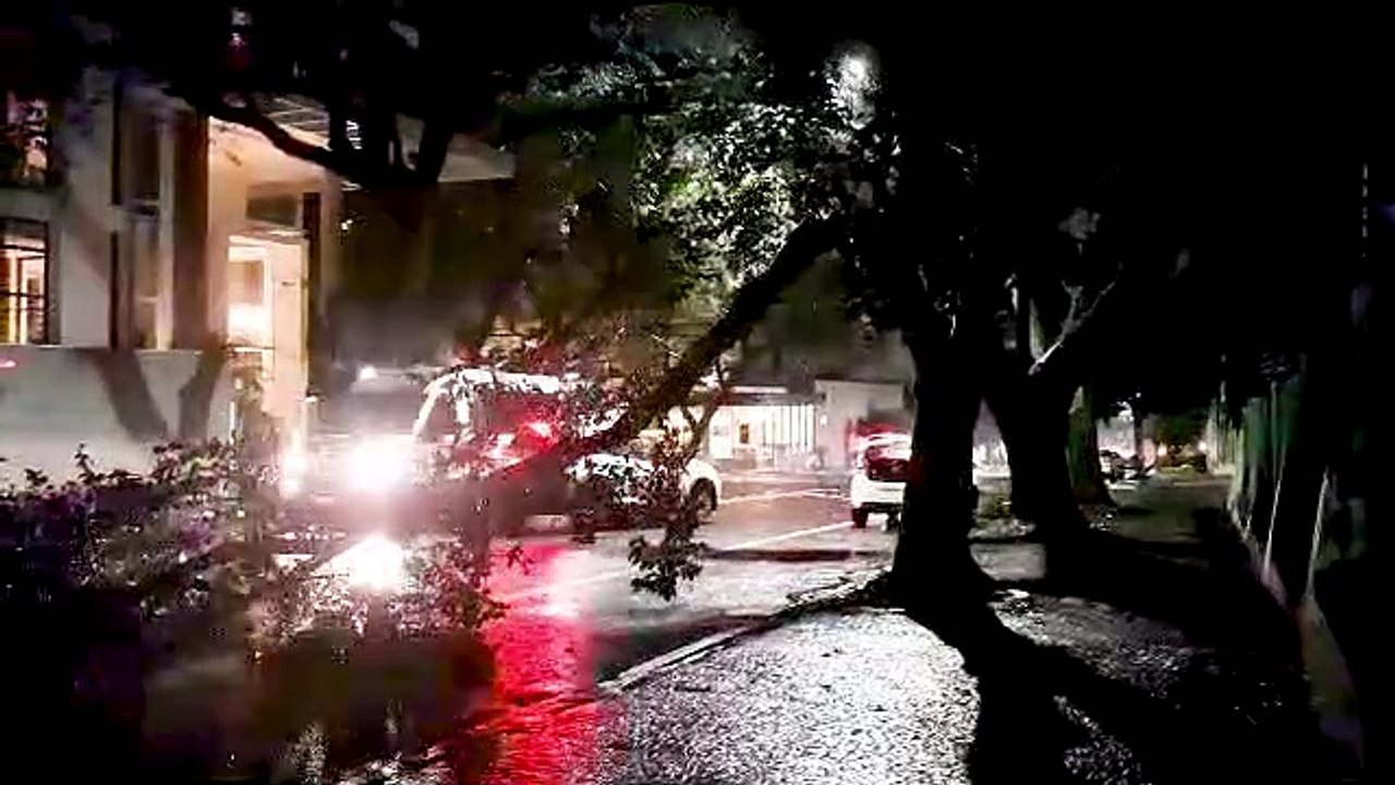 Galho de árvore cai no meio da Rua Pedro Ivo e atrapalha trânsito
