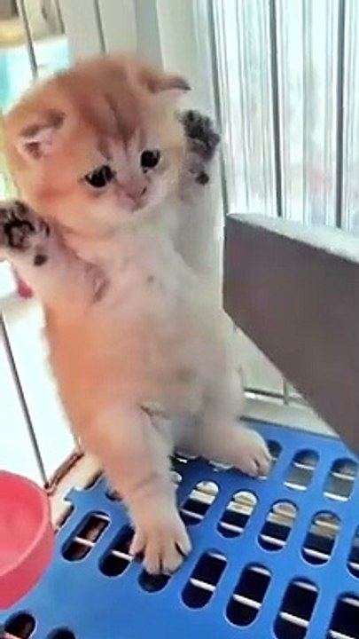 cat Cutest thing you'll see today