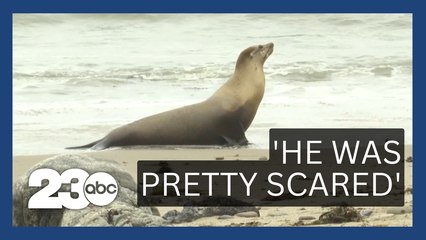 Coastal Crisis: Saving Marine Life from Algae Blooms