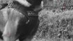Todo lo que se sabe del perrito Wilson, el canino militar  que  desapareció tras el rescate de los 4 hermanos en la selva de Colombia