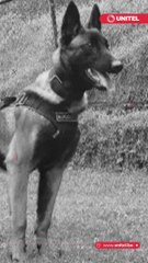 Todo lo que se sabe del perrito Wilson, el canino militar  que  desapareció tras el rescate de los 4 hermanos en la selva de Colombia