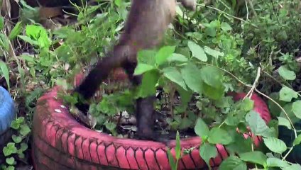 Ganaderos de la Amazonía colombiana ahora salvan animales