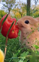 Cute  rabbit Hungry  rabbit