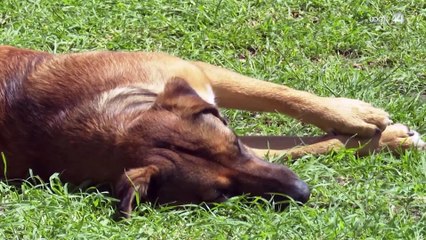 Giran orden de aprehensión en contra del hombre que maltrataba perros en Tala.