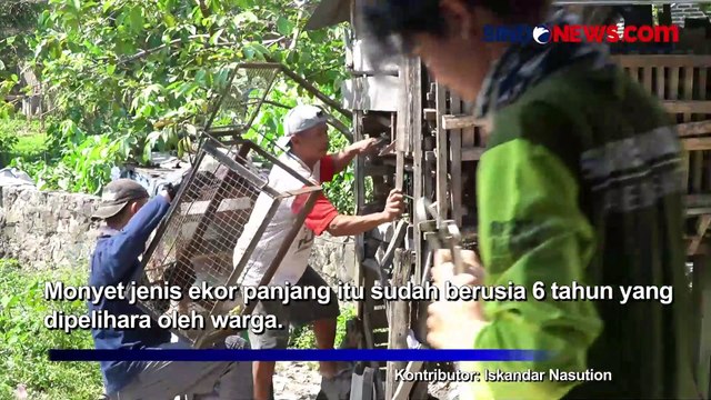 Begini Penampakan Proses Evakuasi Monyet Ekor Panjang yang Berlangsung Dramatis