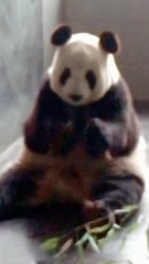 Panda Fei Yun Saying Anthing?