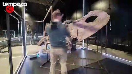 Tengkorak Dinosaurus Terbesar di Dunia Dipamerkan di Denmark