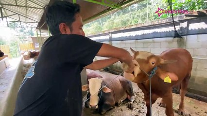 Ramuan Tradisional Jaga Sapi Sehat dan Bugar Jelang Idul Adha