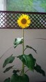 Beautifull Sunflower #nature #beautifull #trending #viral #shorts