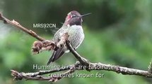 Hummingbirds are fascinating creatures