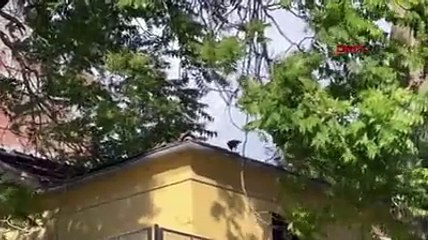 İstanbul'da ''karga saldırısı'' kamerada