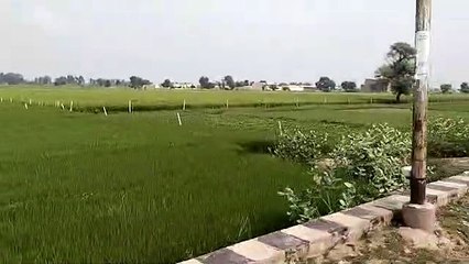 This is how the root system can be strengthened in the fields